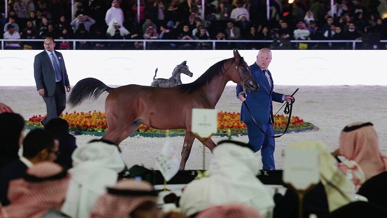 بطولة قطر الأولى لجمال الخيل العربية الأصيلة